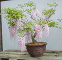 بونسای پیچ گلیسین
